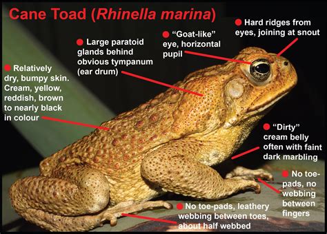 How can you tell the difference between a Cane Toad and a native ...