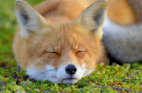 face, Closed eyes, Animals, Fox Wallpapers HD / Desktop and Mobile ...