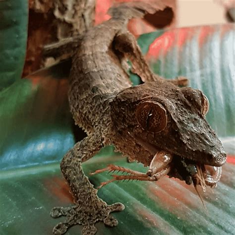 Leaf Tail Gecko - Dartmoor Zoo