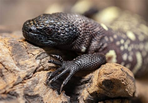 Endangered venomous Mexican lizards hatch at zoo in Poland | Runcorn ...