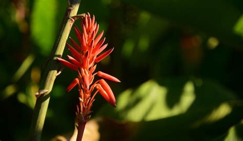 Aloe Vera flower: Know benefits, grow and care tips