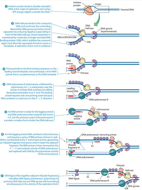 DNA replication of prokaryotes