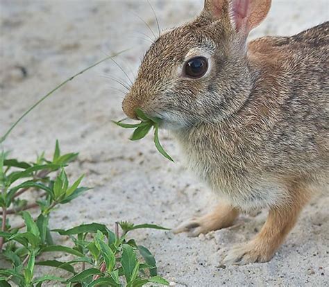 Rabbit Resistant Perennials and Shrubs | Johnson's Nursery | KB