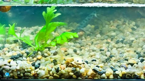 What Does Gravel Do In A Fish Tank? Explained!