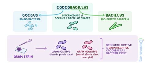 Coccobacilli: What Are They, Treatment, and More | Osmosis