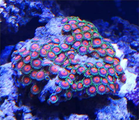 Good Corals for Beginners: Zoanthid and Palythoa - Reef Aquarium