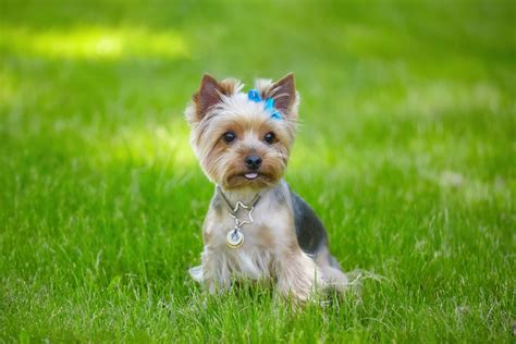 Teacup Yorkie Breed Guide & Teacup Yorkie Insurance | Healthy Paws Pet ...