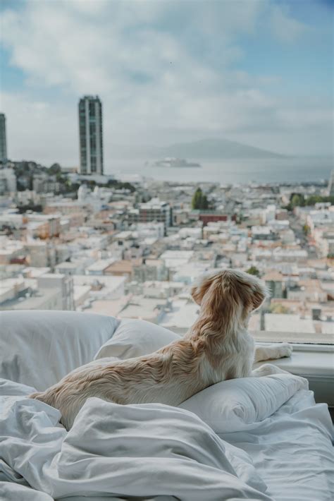 A Dog’s Life: 6 Pet-Friendly Luxury Hotels in California