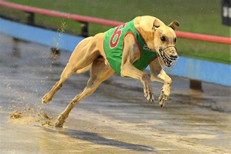 West Virginia Greyhound Racing Could Lose Financial Lifeline