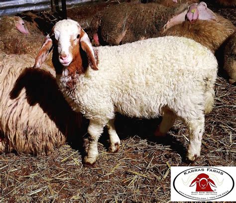 Assaf Sheep. USA www.karrasfarm.com karrasfarm@gmail.com | Sheep, Sheep ...