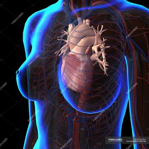 X-ray view of female chest with heart and circulatory system — biology ...