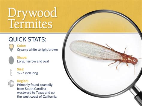 Drywood Termites: Control & Exterminators for Termites