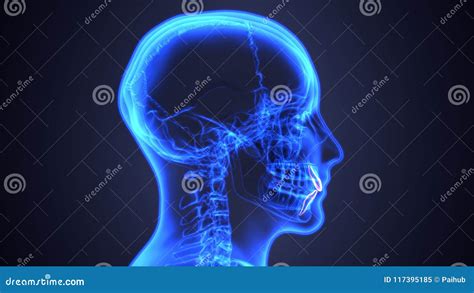 Skeleton and Teeth Anatomy. Medical Accurate 3D Illustration Stock ...