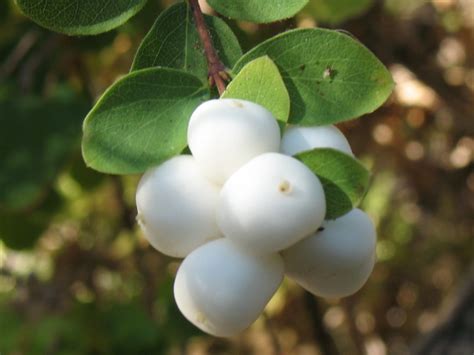 Symphoricarpos albus – The Watershed Nursery