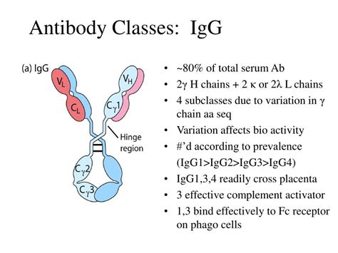 PPT - Antibody Classes: IgG PowerPoint Presentation, free download - ID ...