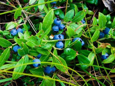 Recognizing Different Types Of Blueberry: Lowbush And Highbush ...