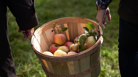 What Apple Tree Cross Pollination Chart - About Tree