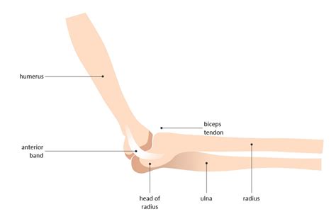 Elbow Muscles Diagram