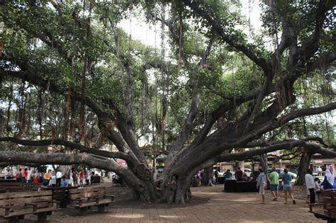 Lahaina’s Historic Banyan Tree Is Scarred, but Standing - The New York ...