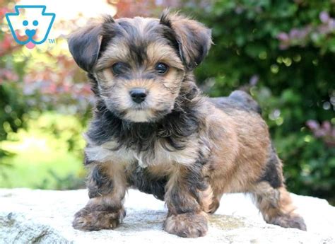 Ashton | Yorkiepoo Puppy For Sale | Keystone Puppies in 2020 | Yorkie ...