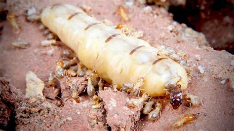 How Termite Colonies Are Established | Termite Facts