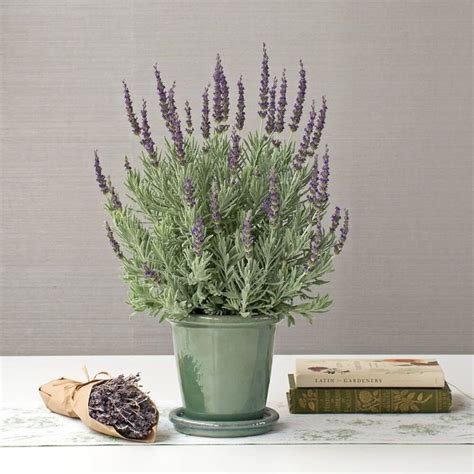 8 Amazing Benefits Of Growing Lavender Plants Indoors