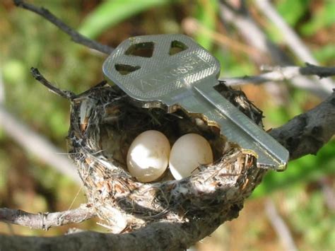 Hummingbird Eggs: The Amazing Facts & Plenty of Pictures