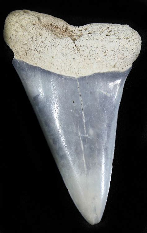 2.12" Fossil Mako (Isurus) Tooth - Bone Valley, Florida For Sale ...