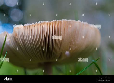 edible mushrooms in fall Stock Photo - Alamy