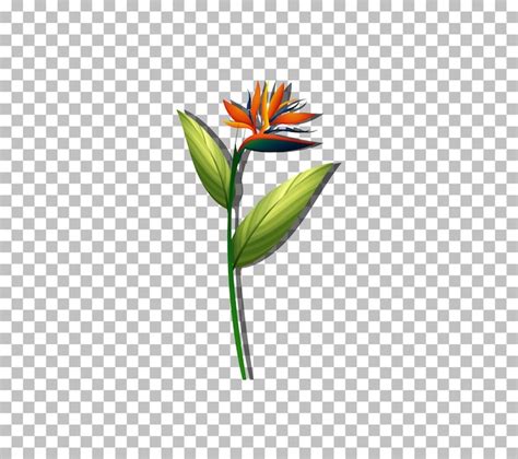 Transparent Flower Vectors & Illustrations for Free Download | Freepik