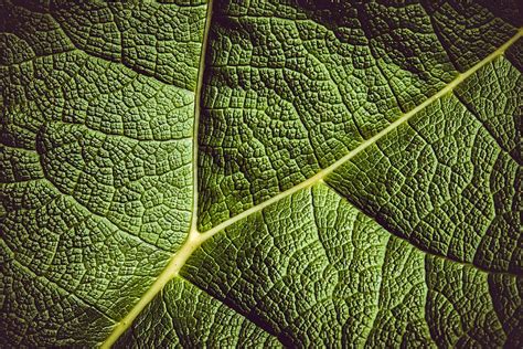 HD wallpaper: close up shot of green leaf, mammoth sheet, giant leaves ...