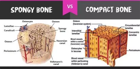 Compact Bones vs. Spongy Bones - Diffzi | Bones, Anatomy and physiology ...