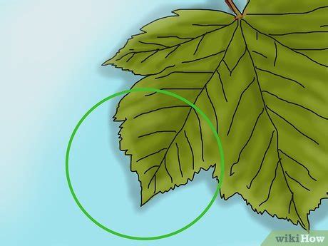 3 Ways to Identify a Sycamore Tree - wikiHow