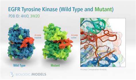 EGFR Tyrosine Kinase - Biologic Models