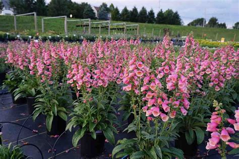 Digitalis Arctic Fox, Foxglove - Sugar Creek Gardens