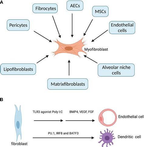 Fibroblast Cells Reveal Their Ancestry, 59% OFF