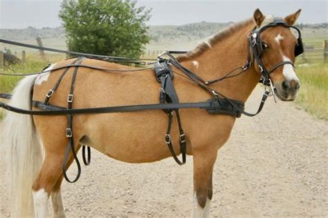 The Whiteman Harness for Mini Horses, Donkeys, and Mules, and Small ...