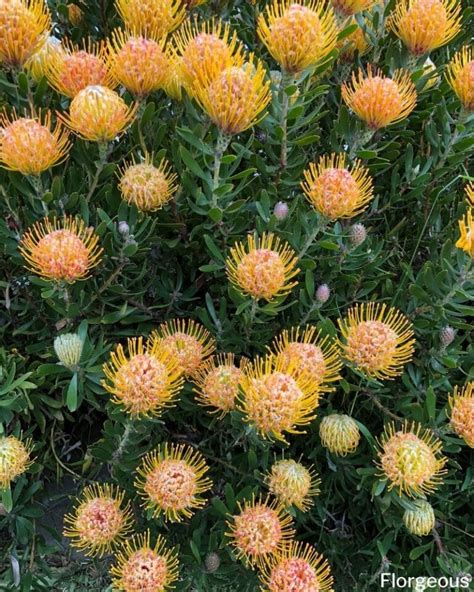 43 Types of Protea Flowers, Meaning and Pictures | Florgeous