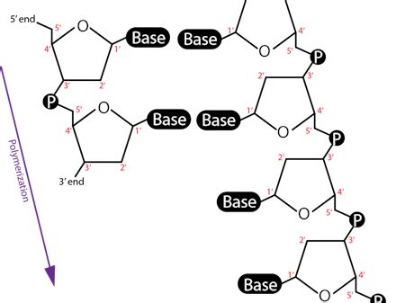 What does "DNA only builds in the 5-3 prime direction" mean? Is the ...