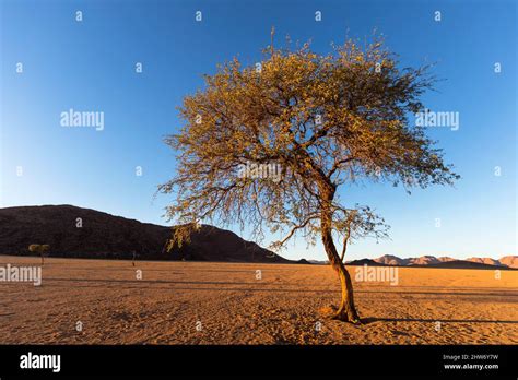 Lone camel thorn tree in Namib Desert Namibia Stock Photo - Alamy