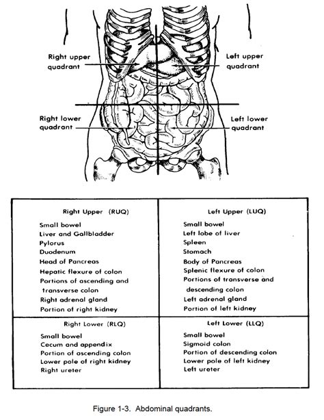 Quadrants Of Stomach Figure Abdominal Quadrants Nursing Care Related To ...