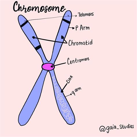 Labeled Chromosome