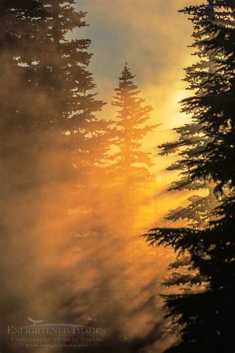 Misty Forest Sunrise by Gary Crabbe | Misty forest, Sunrise, Cool ...