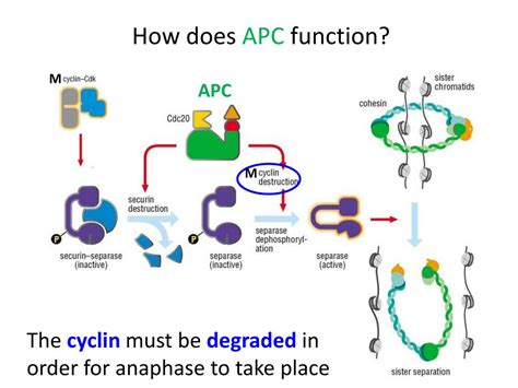 PPT - APC = anaphase-promoting complex PowerPoint Presentation, free ...