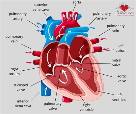 Your Heart: How it Works - Alpine Cardiology