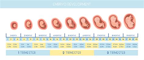 Pregnancy stages :: Behance