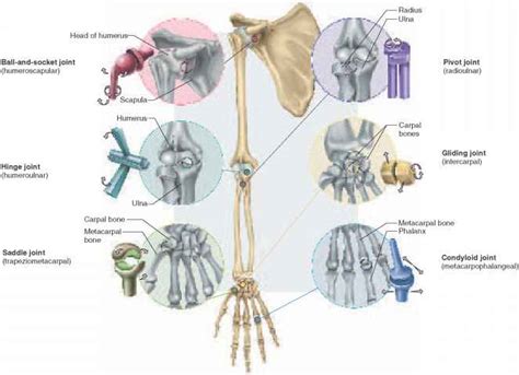 Do all joints in the human body contain synovial fluid? Are all the ...