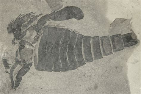 4.5" Eurypterus (Sea Scorpion) Fossil - New York (#206617) For Sale ...