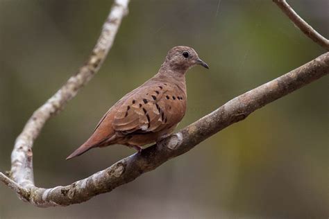 Ruddy Ground Dove | Audubon Field Guide