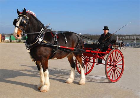 From the UK Shire Horse Society Spring Show, 2013. Beautiful Shire in ...